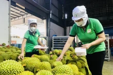 Le secteur agricole a fixé l’objectif des exportations de fruits et légumes de 4,5 milliards en 2024. Photo : VNA.