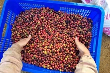 Les produits agricoles et les biens de consommation vietnamiens sont attractifs pour les importateurs israéliens, notamment le café. Photo : VNA.