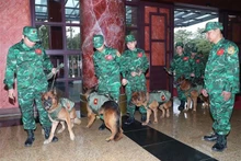 Des chiens effectuant le travail de sauvetage et de secourisme des gardes-frontières sont prêts à partir. Photo : VNA