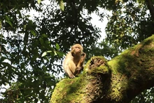 Le macaque rhésus (Macaca mulatta) relâché dans la réserve naturelle de Chi San. Photo : baohagiang.vn