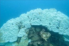 Récifs coralliens blanchis dans le parc national de Côn Dao. Photo : VNA.