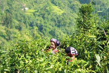 Les habitants de la commune de Nam Ty, district de Hoàng Su Phi récoltent du thé Shan Tuyêt. Photo : baohagiang.vn.