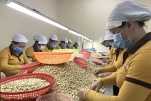 Les États-Unis ont dépensé près de 1,2 milliard de dollars pour acheter près de 192 200 tonnes de noix de cajou au Vietnam l'année dernière. Photo : congthuong.vn