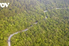 La réserve naturelle de Dông Son-Ky Thuong est réputée pour être le poumon d'Ha Long en raison de la diversité de sa flore, de sa faune et de ses immenses forêts. Photo : VOV