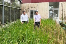 La zone expérimentale de recherche sur le riz de l'Institut de génétique agricole. Photo : NDEL.