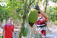 Le Vietnam possède 1,2 million d’hectares d’arbres fruitiers avec une variété de fruits destinés à l’exportation. Photo : VOV.