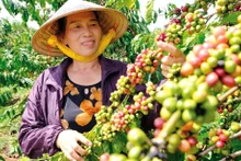 La superficie totale de café de la province de Lâm Dông s'élève actuellement à près de 176 000 hectares dont plus de 160 000 hectares de Robusta. Photo : baolamdong.vn