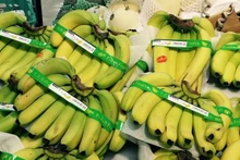 La Chine a augmenté ses importations de bananes en provenance du marché vietnamien au cours des neuf derniers mois de l’année. Photo : VNA.