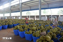 En 2023, le Vietnam a exporté plus de 603 000 tonnes de durian dont plus de 595 000 tonnes vers la Chine. Photo : VNA.