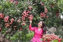 Outre la visite de vergers chargés de litchis, les touristes auront la chance de goûter aux spécialités de Luc Ngan. Photo : baobacgiang.vn