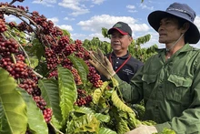 Le café est l’un des principaux produits agricoles du Vietnam, cultivé principalement dans les Hauts Plateaux du Centre. Photo : congthuong.com.vn
