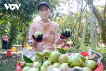 La région du delta du Mékong détient et fournit de nombreux produits d’exportation valant des milliards de dollars. Photo : NDEL.