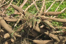 Au cours des 10 premiers mois de 2023, le Vietnam a exporté près de 2,4 millions de tonnes de manioc et de produits à base de manioc. Photo : congthuong.vn