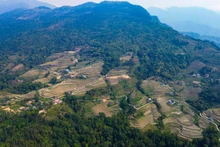 Le Vietnam est le premier pays de l’Asie de l’Est et du Pacifique à recevoir un paiement basé sur les résultats du FCPF de la Banque mondiale. Photo : thoidai.com.vn