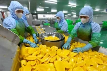 Dans l'usine de la Société par actions de fruits et légumes d'An Giang (province de Lam Dong). Photo : VNA.