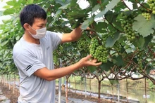 Dans un vignoble de la coopérative Liêm Anh, à Bac Ninh. Photo : VNA/CVN.