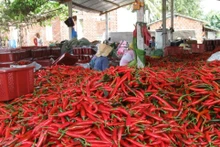 En mars, le Vietnam a exporté 1 523 tonnes de piment pour une valeur de 4,2 millions de dollars. Photo : congthuong.vn