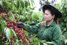 Au cours des quatre premiers mois de l'année, les exportations de café du Vietnam vers le marché espagnol ont atteint environ 55.380 tonnes pour une valeur de 193,1 millions de dollars. Photo : VNA.