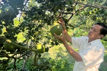 Dans le jardin de pamplemousses à peau verte de Vuong Thanh Cong. Photo : NDEL.
