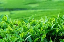 Le Vietnam était le 7e plus grand fournisseur de thé vert des États-Unis. Photo : congthuong.vn
