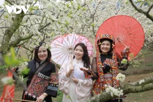 La saison des fleurs de prunier fascine de nombreux voyageurs lorsqu’ils visitent Môc Châu aux premiers jours du printemps. Photo : VOV.