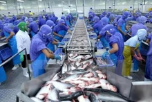 La valeur des exportations de pangasius du Vietnam vers les Émirats arabes unis en mai a atteint plus de 2 millions de dollars. Photo : congthuong.vn