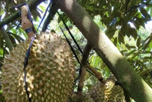 En 2023, le Vietnam a exporté plus de 603 000 tonnes de durian. Photo ; kinhtedothi.vn