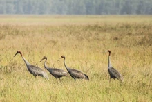 Des grues à tête rouge inscrites dans le Livre rouge mondial ont été apparues dans le parc national de Tràm Chim. Photo : VNA.