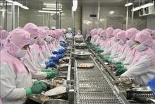 Transformation de crevettes pour l'exportation à Soc Trang. Photo : VNA.