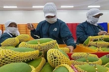 Le Gouvernement sénégalais créerait les conditions nécessaires pour que les entreprises étrangères investissent notamment dans les domaines de la transformation des produits agricoles. Photo : congthuong.vn