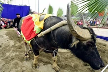 Cérémonie de labourage lors de la Fête de Lông Tông. Photo : NDEL.