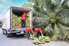 Des ouvriers chargent des noix de coco sur un camion pour les exporter vers les États-Unis. Photo : vnexpress.net