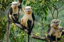 Le rhinopithèque du Tonkin figure dans le top 25 des espèces de primates en danger critique d'extinction établi par l'UICN. Photo : VNA.