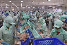 Transformation du pangasius destiné à l'exportation dans la société par actions d'import-export des produits aquatiques de Cuu Long An Giang. Photo: VNA