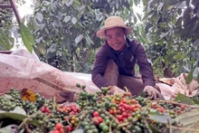 Au cours des deux premiers mois de l’année, le Vietnam a exporté 28.000 tonnes de poivre pour 188,7 millions de dollars. Photo: VNA