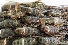 La Chine représente 20% du total des exportations des crevettes vietnamiennes, principalement grâce à une forte augmentation des importations de homard bleu. Photo : congthuong.vn