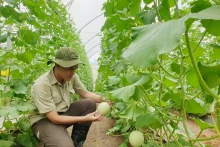 Profitant non seulement de la réduction fiscale, les entreprises agricoles vietnamiennes s’efforcent également d’améliorer la qualité de leurs produits afin de répondre aux normes de l’UE. Photo : thoibaotaichinh.vn