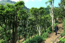 Des anciens théiers Shan Tuyet à Diên Biên. Photo : NDEL