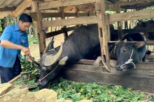 Grâce au soutien du gouvernement local sous forme de bétail destiné à la production, les revenus de la famille de Ly Van No, dans la commune de Thuong Thon, district de Ha Quang, province de Cao Bang, se sont progressivement améliorés. Photo : NDEL.