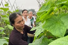 Dans un bio jardin maraîchère de Giang Biên. Photo : NDEL.