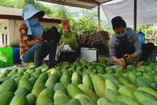 Outre les produits à base de prune et de banane, les produits à base de mangue du district de Yen Chau, province de Son La, ont été exportés vers les marchés européens et chinois. Photo : NDEL.