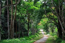 Parc national de Cuc Phuong, à Ninh Binh. Photo: ninhbinh.gov.vn