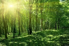 D’ici 2025, le Plan vise à gérer strictement les forêts naturelles existantes, à limiter progressivement la dégradation des forêts et des sols... Photo : chinhphu.vn