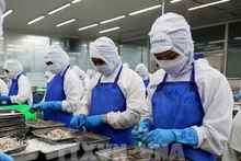Le Vietnam a grimpé d'une place pour devenir le 5e exportateur de produits aquatiques vers Singapour pour la première fois au premier trimestre de cette année. Photo: VNA.