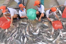 Les taxes antidumping constituent depuis longtemps un obstacle commercial majeur à l'exportation de pangasius du Vietnam vers les États-Unis. Photo : congthuong.vn