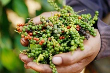 Fin 2024, la superficie consacrée au poivre au Vietnam atteignait 110 500 hectares, avec un rendement moyen de 26 quintaux par hectare. Photo : congthuong.vn
