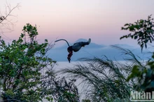 Un douc se balance de branche en branche au coucher du soleil. Photo : NDEL