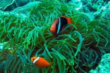 Récif corallien au Parc national de Côn Dao, province de Bà Ria-Vung Tàu. Photo : VNA.