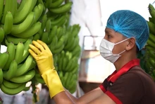 La production de bananes du Vietnam s’élève en moyenne à environ 2,1 millions de tonnes par an. Photo : congthuong.vn