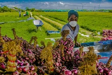 En 2022, la Chine a dépensé plus de 17 millions de dollars pour importer d’oignons, de ciboulette et d’ail du Vietnam. Photo : congthuong.vn